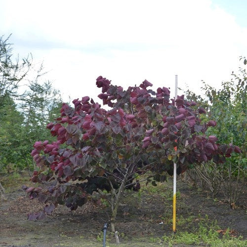 Amerikansk judasträd - Cercis canadensis &