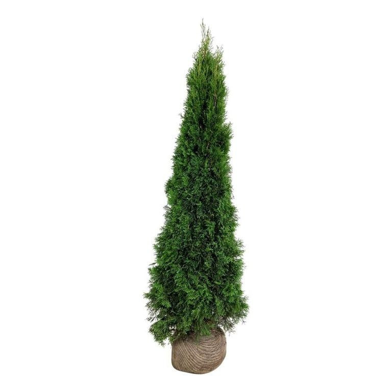 Thuja Smaragd ; 180-200 cm rotklump
