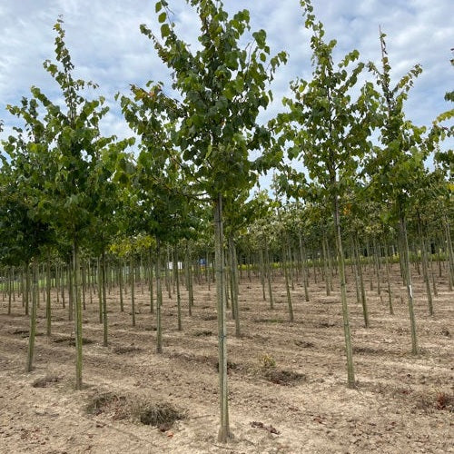 Lind - Tilia flavescens 'Glenleven'  - Stammens omkrets 18-20 cm, höjd 4 +/- meter,  HS, W