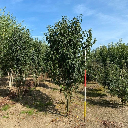 Pelarapel - Malus baccata 'Street Parade' 300-350 MS