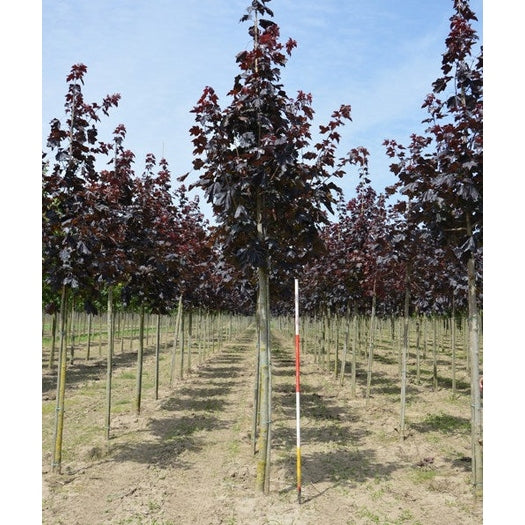 Lönn - Acer platanoides 'Royal Red'  - Stammens omkrets 18-20 cm, höjd 4 +/- meter,   HS,