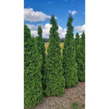 Thuja Smaragd -  200-225 cm