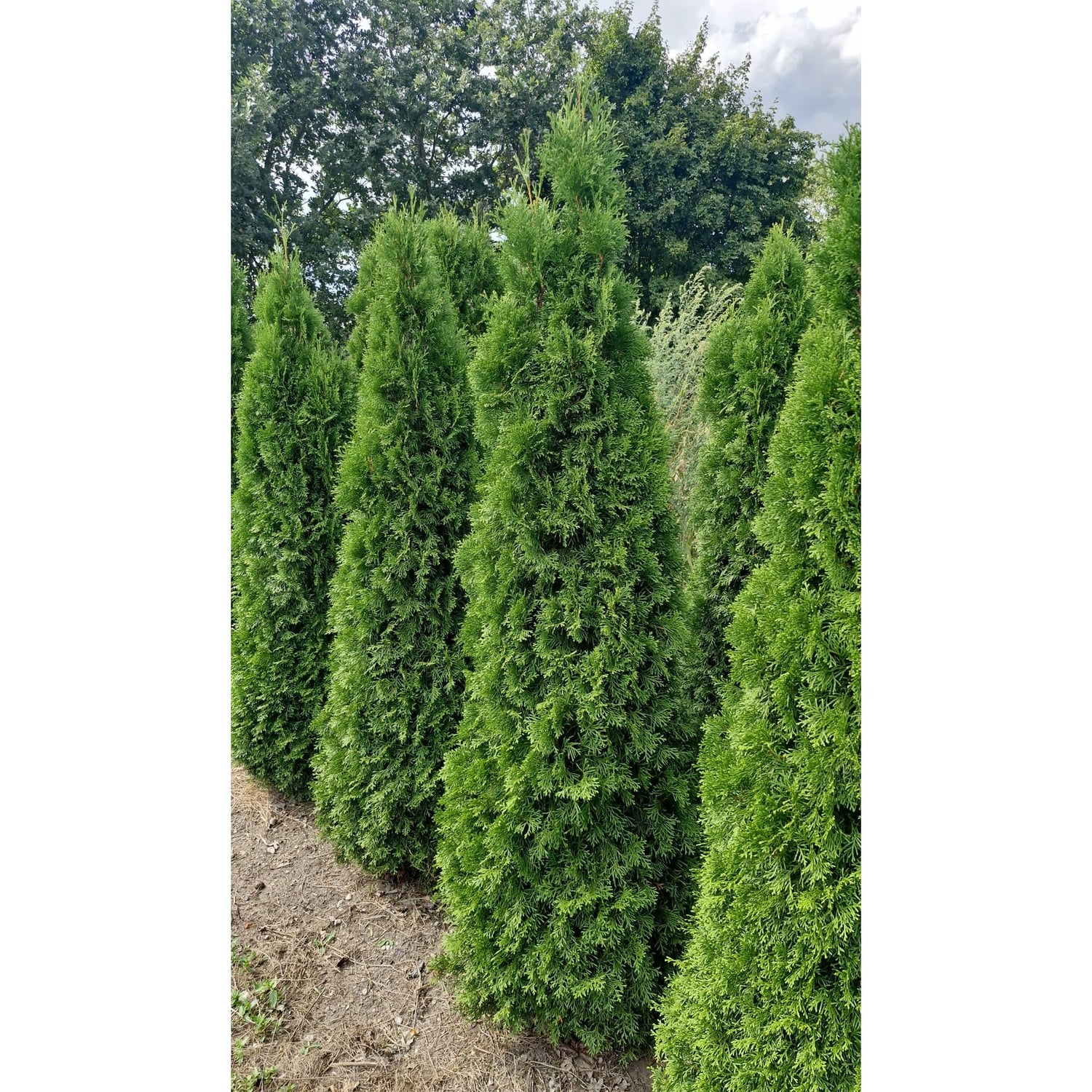 Thuja Smaragd -  225-250 cm