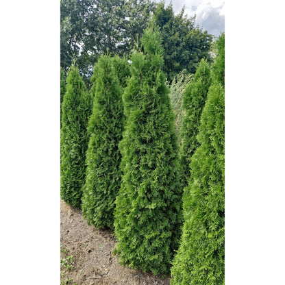 Thuja Smaragd -  225-250 cm