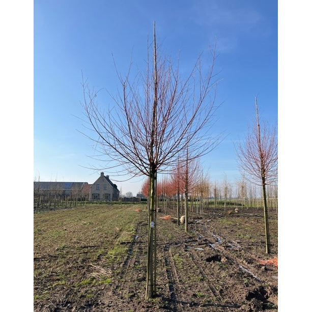 Vitpil - Salix alba  - Stammens omkrets 20-25 cm, höjd 4-4,5 meter,  HS,