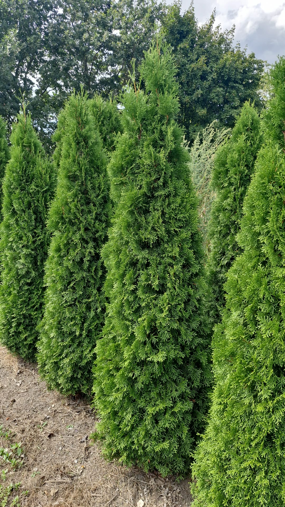 Thuja Smaragd ; 225-250 cm rotklump
