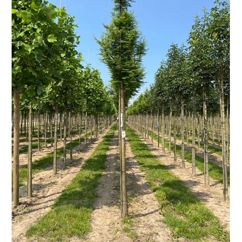 Kinesisk sekvoja - Metasequoia glyptostroboides  - Stammens omkrets 18-20 cm, höjd 4 +/- meter,   HS,