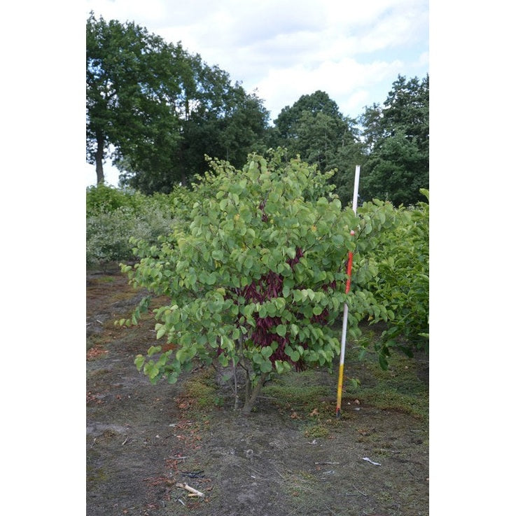 Judasträd - Cercis siliquastrum 200-250 MS