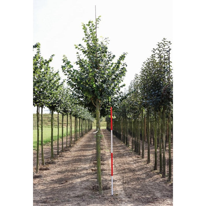 Skogslind - Tilia cordata 'Böhlje'  - Stammens omkrets 14-16 cm, höjd 3,5-4 meter,  HS,