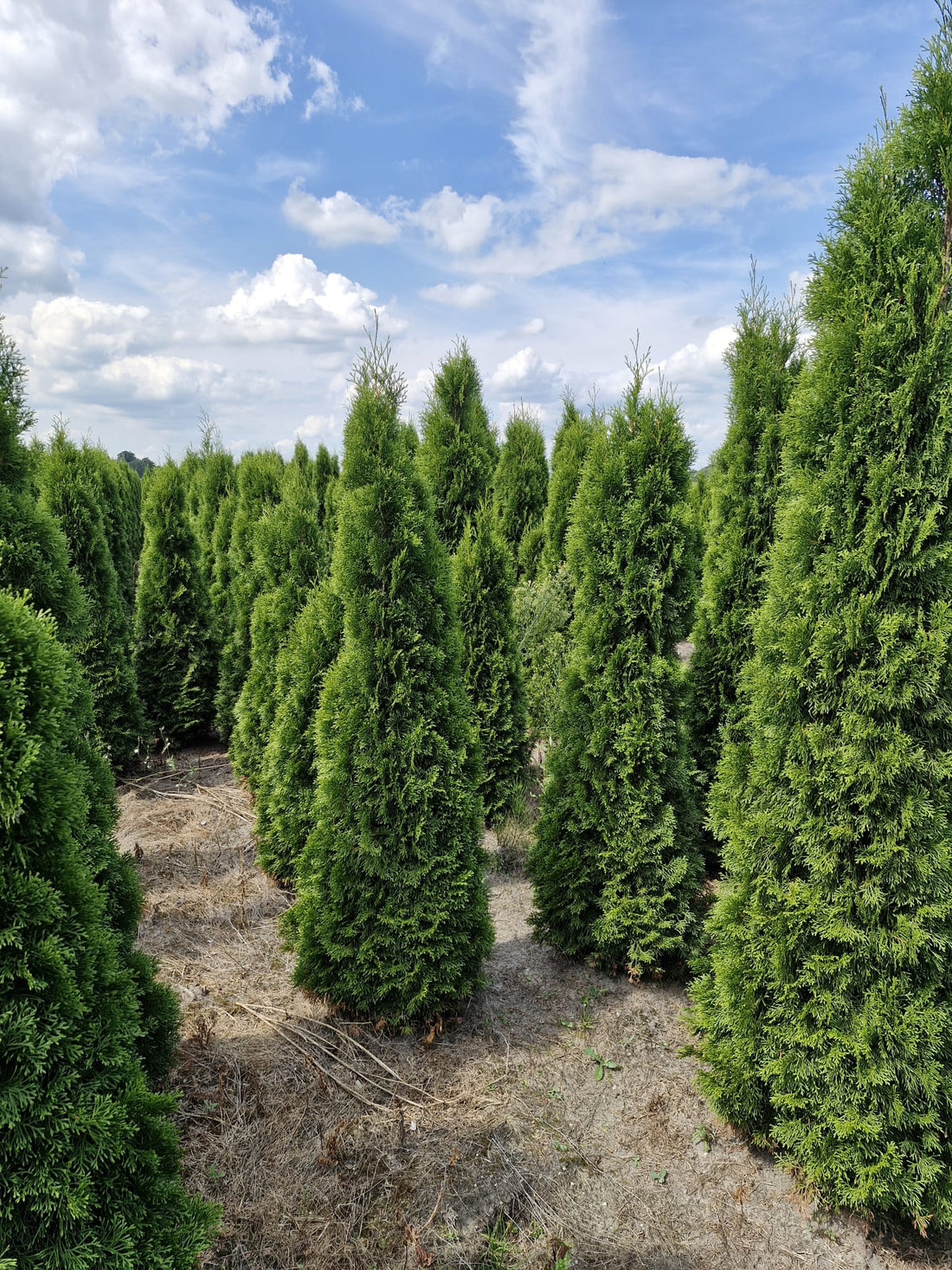Thuja Smaragd ; 250-275 cm rotklump