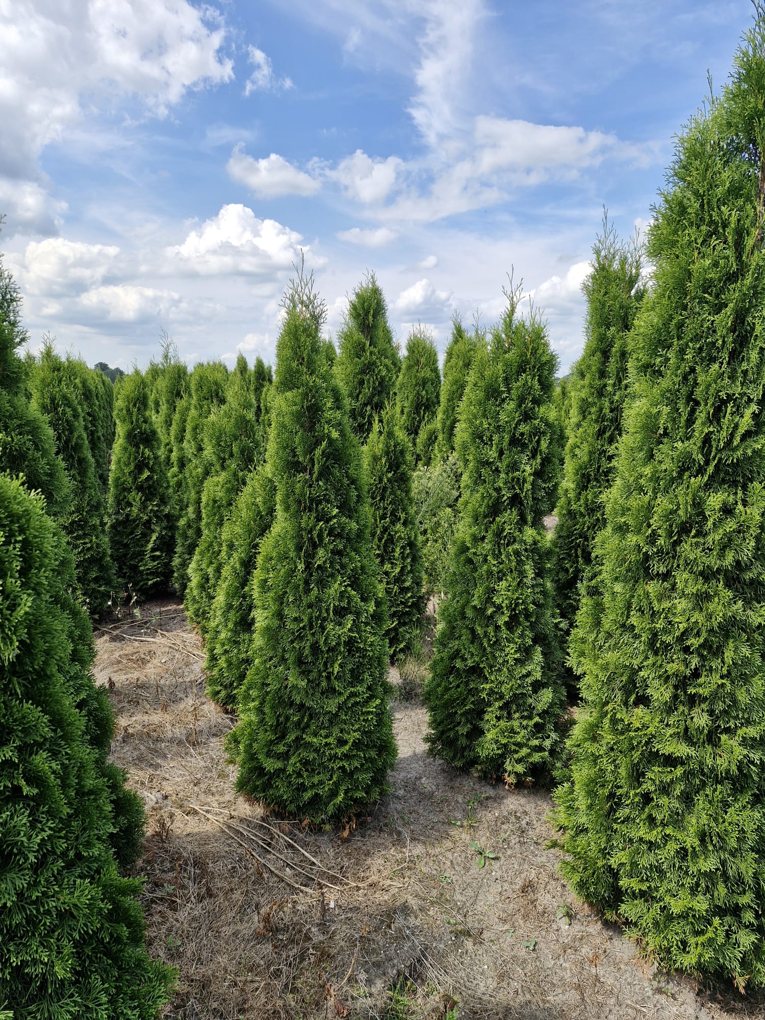 Thuja Smaragd ; 250-275 cm rotklump