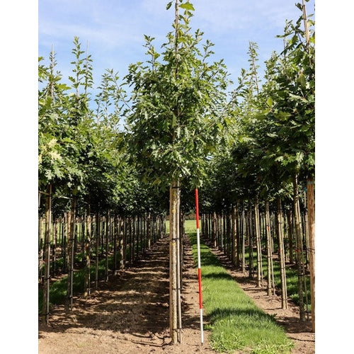 Rödek - Quercus rubra  - Stammens omkrets 16-18 cm, höjd 3,5-4 meter,  HS,