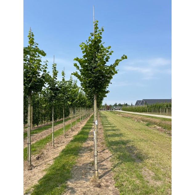 Bohuslind - Tilia platyphyllos 'Rubra'  - Stammens omkrets 16-18 cm, höjd 3,5-4 meter,  HS,