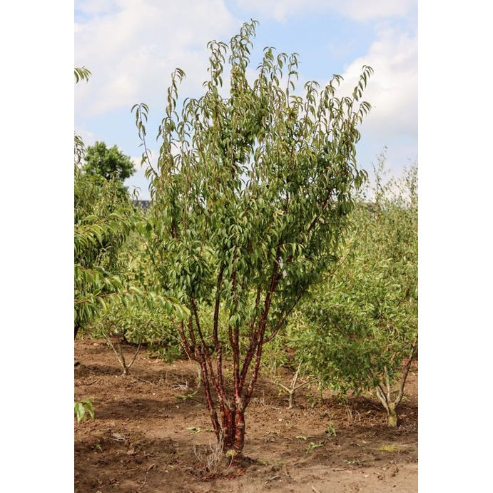 Prydnadskörsbär - Prunus serrula 250-300 MS