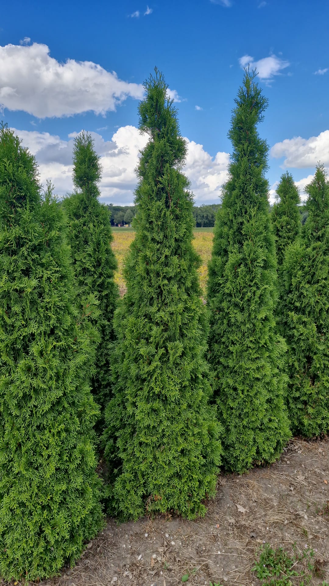 Thuja Smaragd ; 275-300 cm rotklump