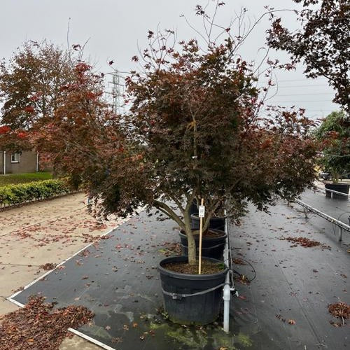 Japansk lönn - Acer palmatum 'Masu-kagami' 250-300 MS CONT