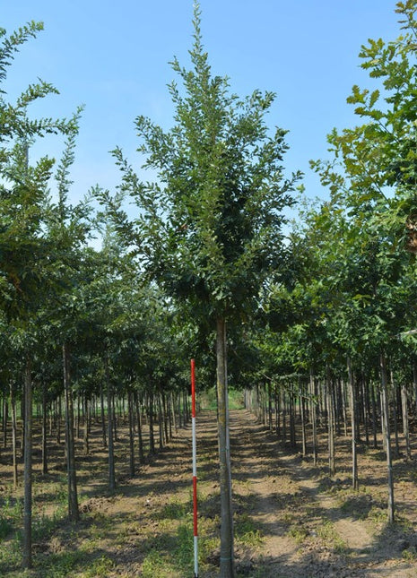 Quercus cerris 16-18HO