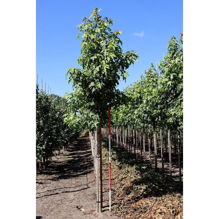 Ambraträd - Liquidambar styraciflua 12-14  HS, COCO