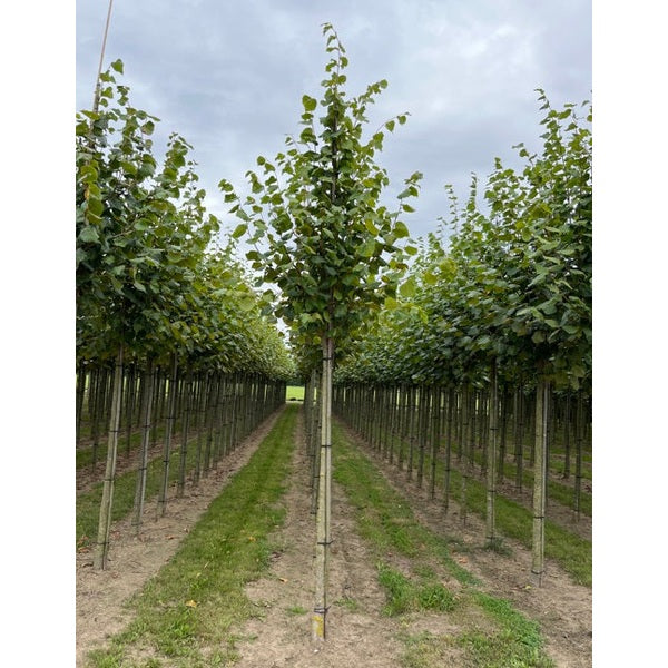 Parklind - Tilia europaea 'Pallida'  - Stammens omkrets 14-16 cm, höjd 3,5-4 meter,  HS,