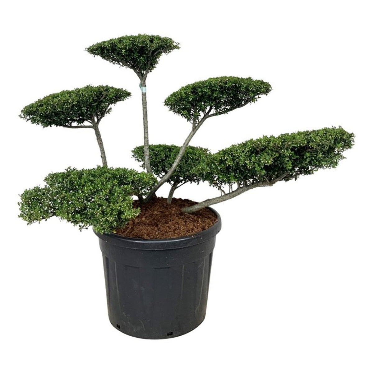 Ilex crenata &