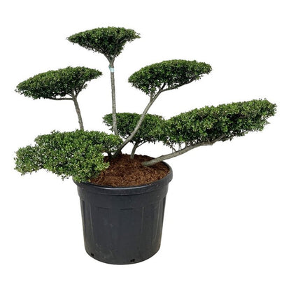 Ilex crenata &