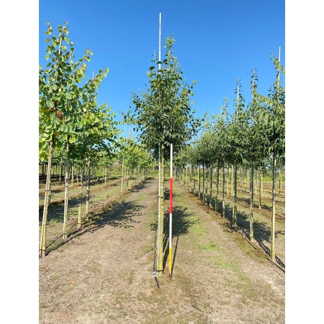 Europeisk bäralm - Celtis australis  - Stammens omkrets 14-16 cm, höjd 3,5-4 meter,   HS,