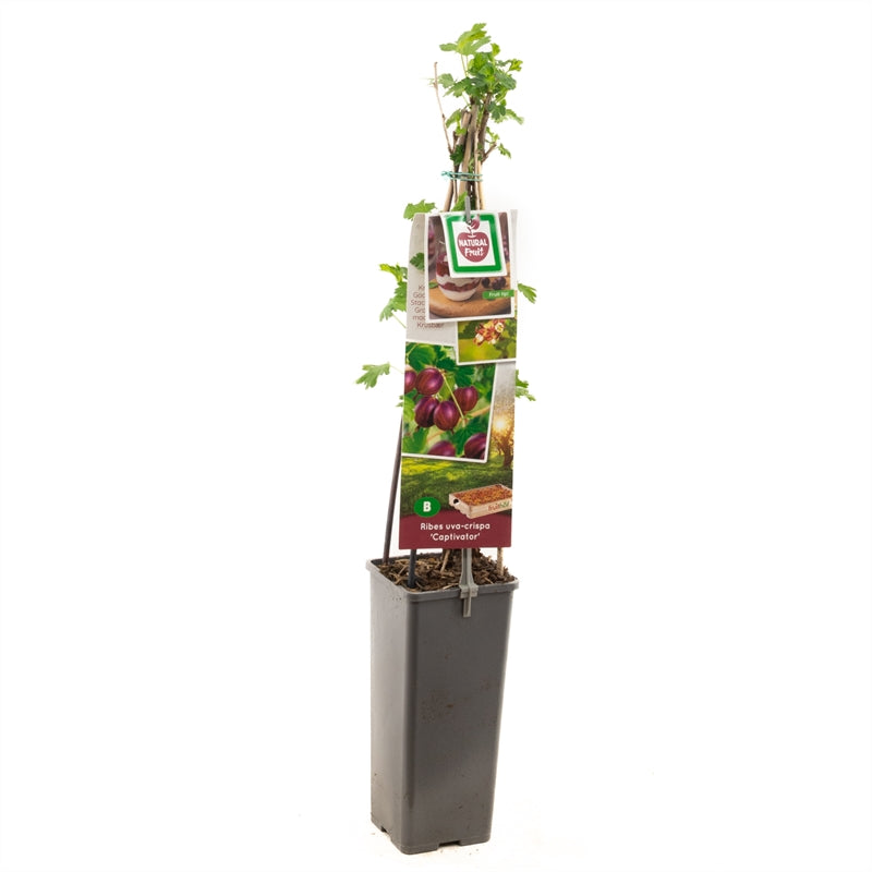 Ribes uva-crispa &