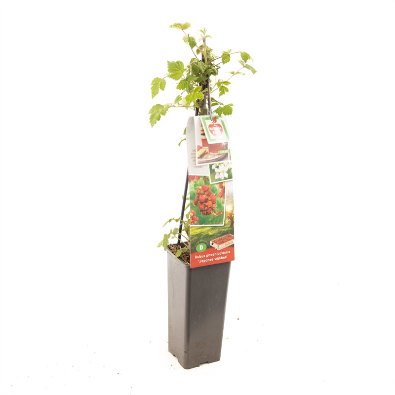 Rubus phoenicolasius - 50-60 cm, C2 (2 liters kruka)