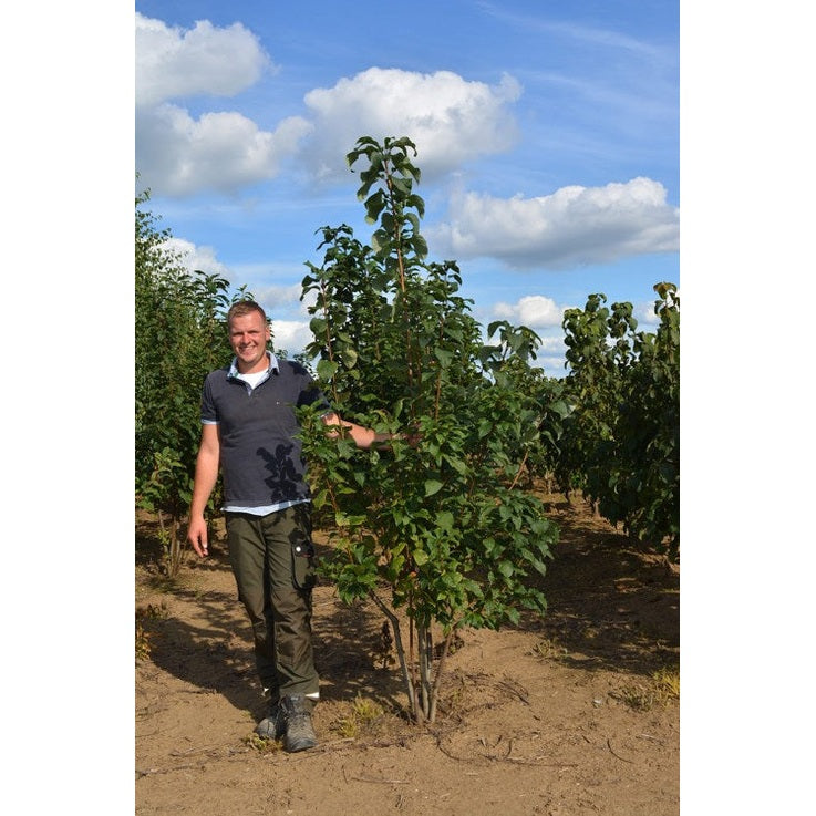 Hägg - Prunus padus 200-250 MS DRKL