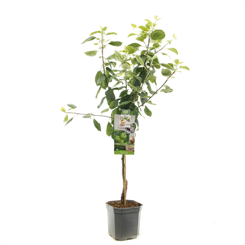 Malus domestica &