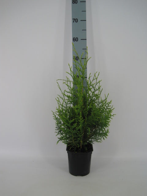 Thujor Brabant ; 40-60 cm 2 L kruka