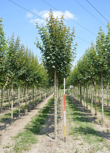 Acer campestre 'Huibers Elegant' 12-14HO COCO