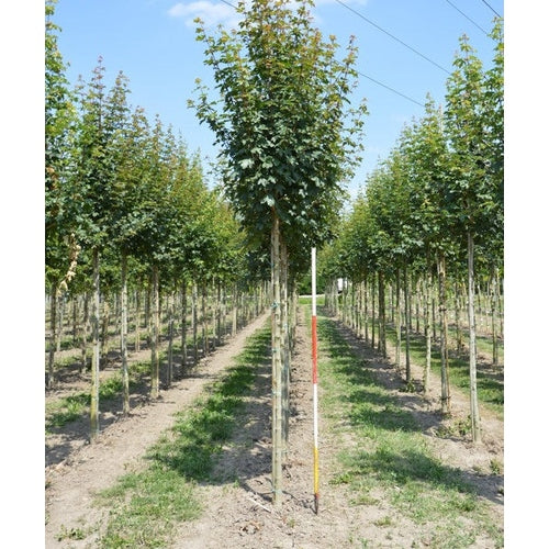 Naverlönn - Acer campestre &