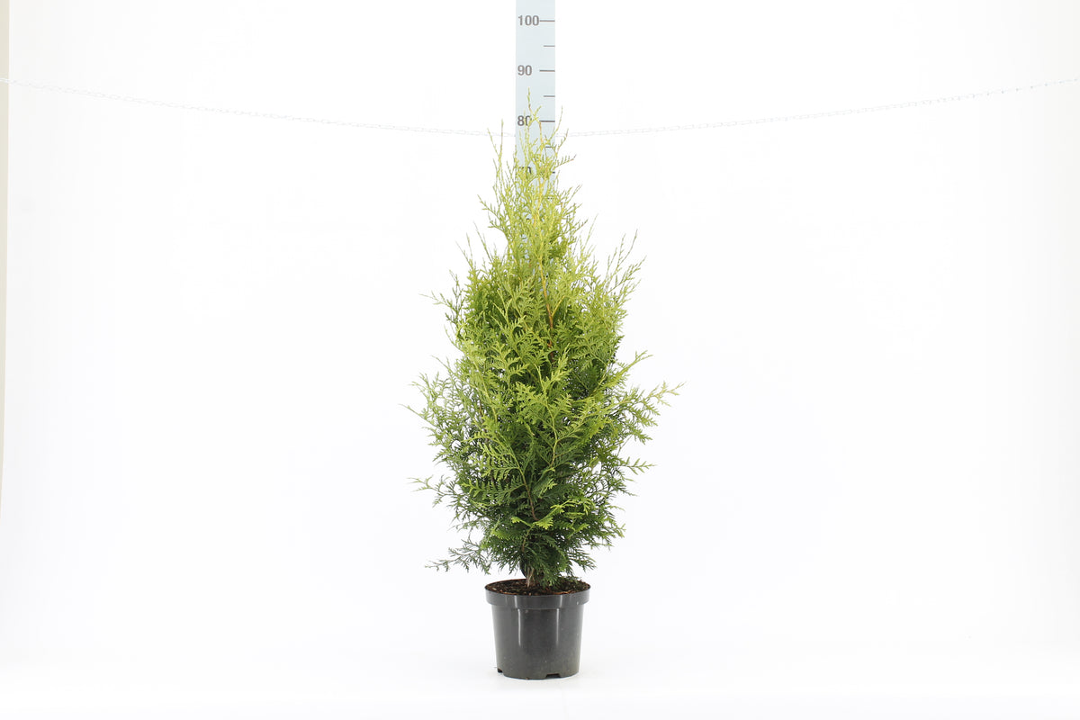 Thujor Brabant ; 60-80 cm 3 L kruka