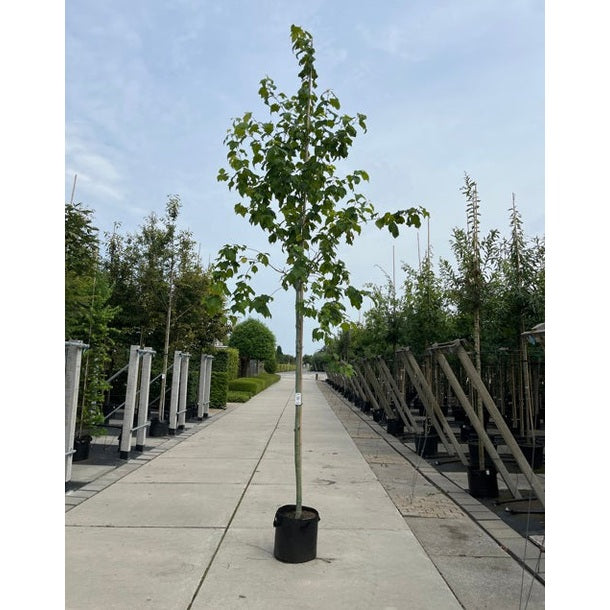 Rostlönn - Acer rufinerve 12-14  HS, CONT