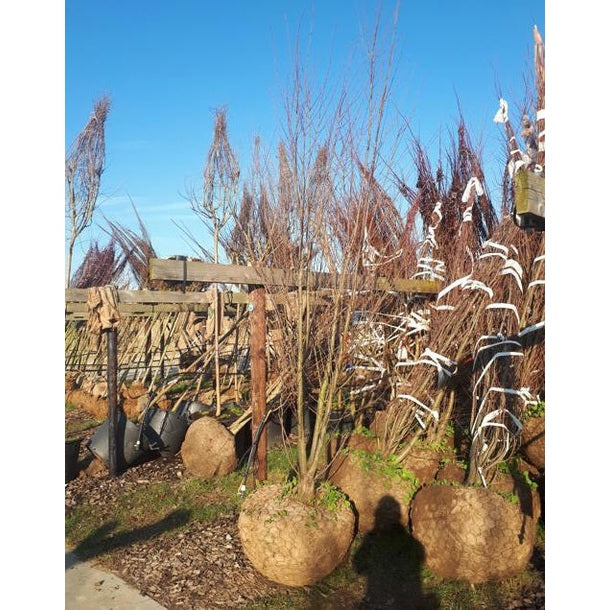 Katsura - Cercidiphyllum japonicum 400-450 MS COCO