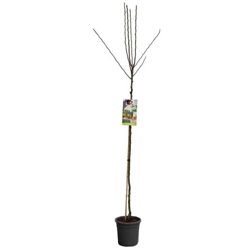 Pyrus communis &