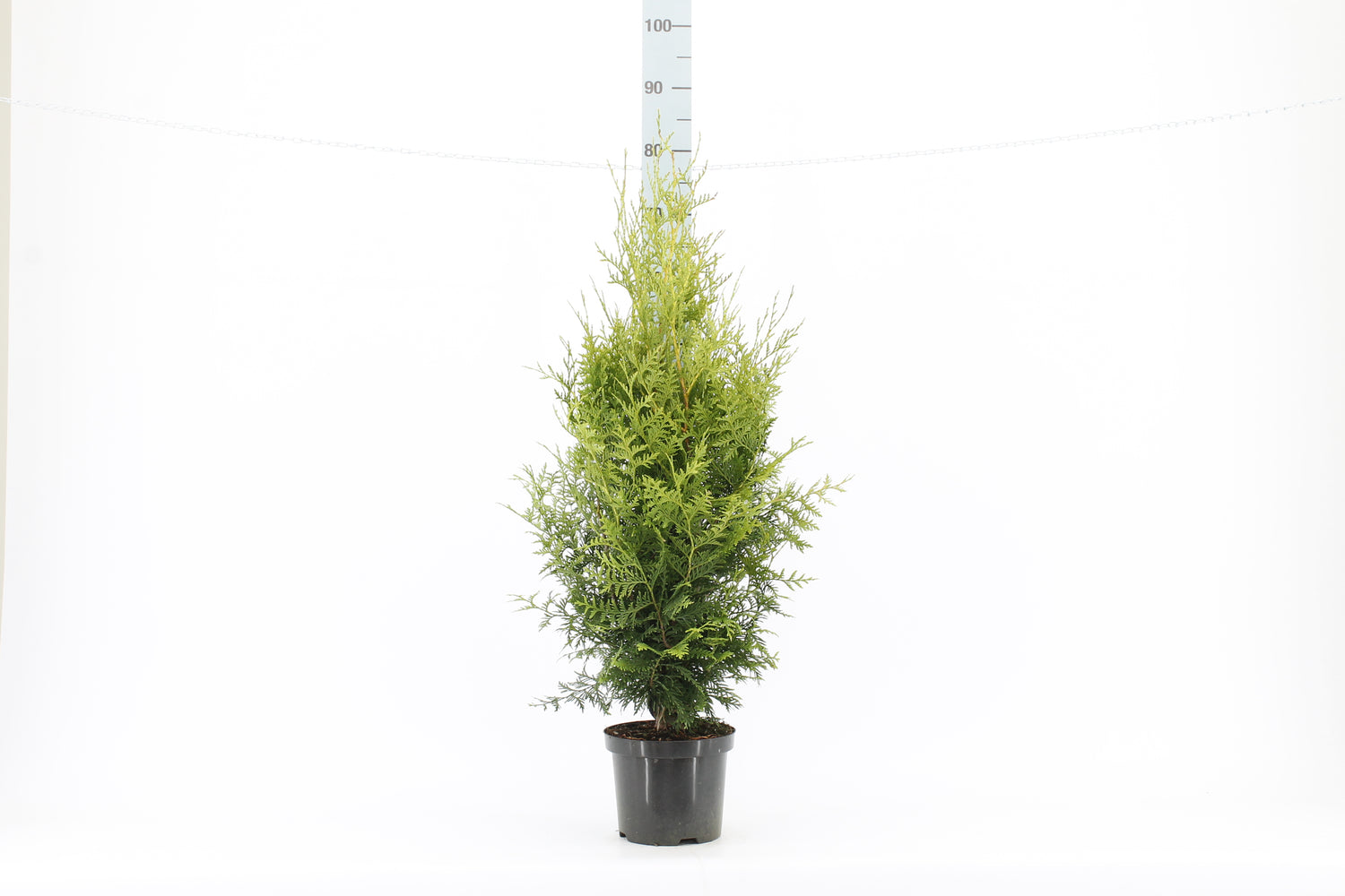 Thujor Brabant ; 80-100 cm 3 L kruka