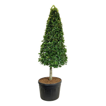 Fagus sylvatica Kägla på stam 200-225 cm C180