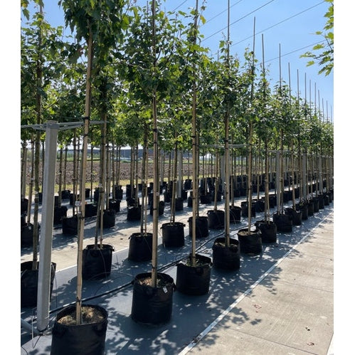 Freemanlönn - Acer freemanii 'Celzam'  - Stammens omkrets 14-16 cm, höjd 3,5-4 meter,  HS, CONT