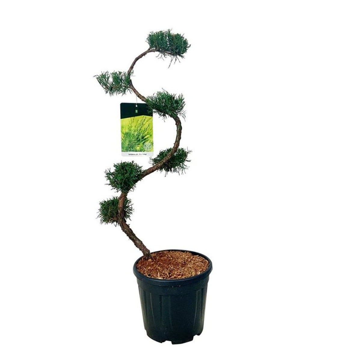 Juniperus pf. &