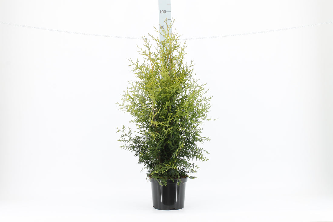 Thujor Brabant ; 80-100 cm 5 L kruka