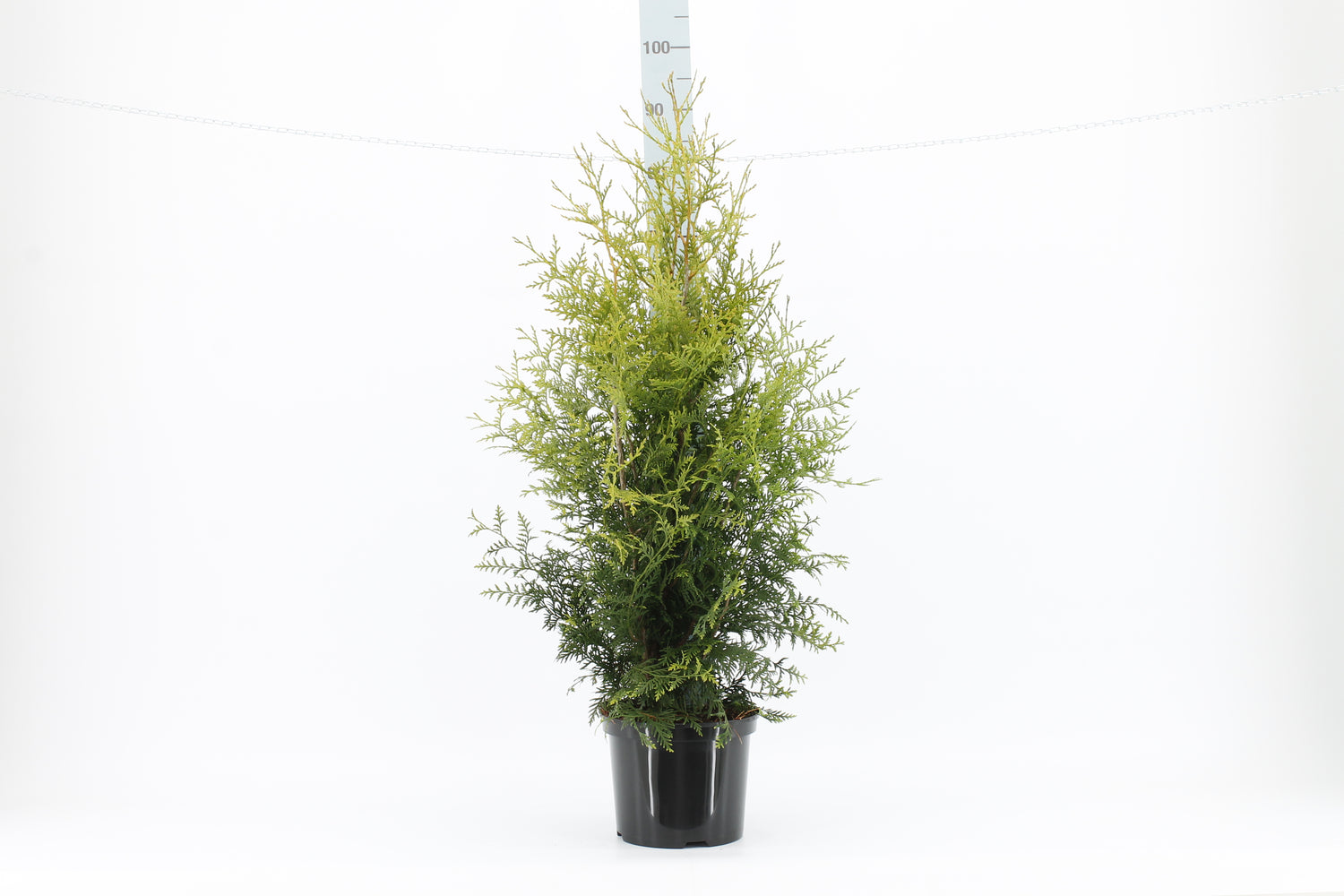 Thujor Brabant ; 80-100 cm 5 L kruka