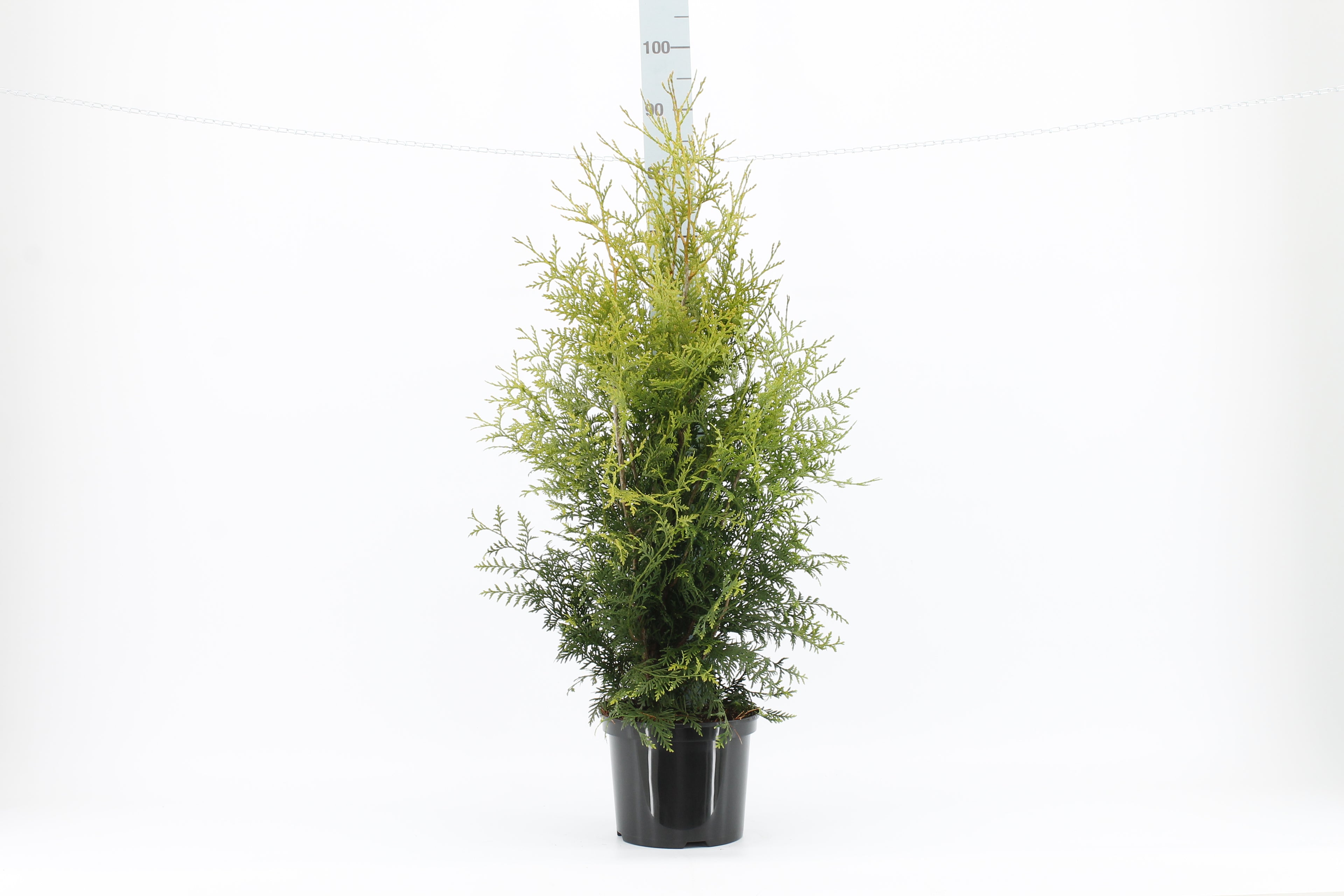 Thujor Brabant ; 80-100 cm 5 L kruka