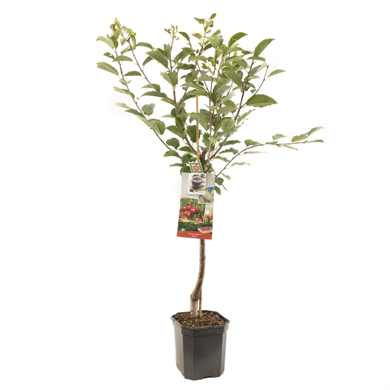Prunus cerasus &