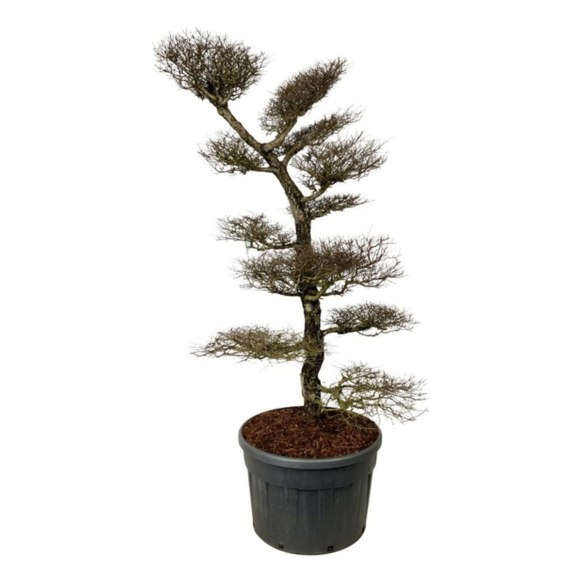 Nothofagus antarctica Bonsai 200-225 cm C230 (230 liters kruka)