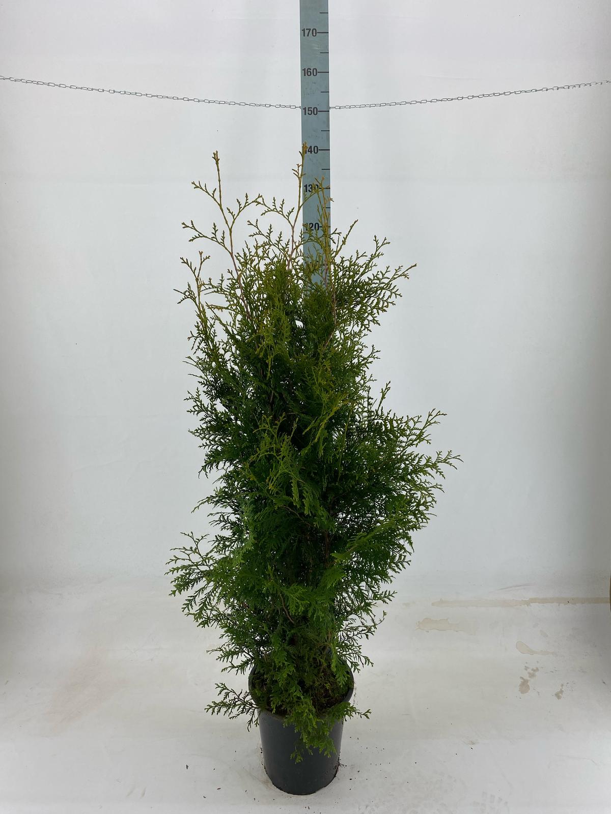 Thujor Brabant ; 120-140 cm 12 L kruka
