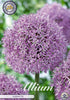 Allium &