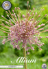Allium &