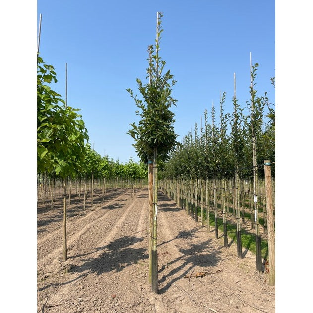 Glanshagtorn - Crataegus lavalleei 'Carrierei'  - Stammens omkrets 14-16 cm, höjd 3,5-4 meter,   HS,